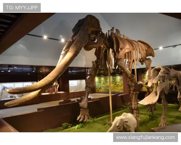 ✅体育直播🏆世界杯直播🏀NBA直播⚽- 四川省博物馆学会博物馆数智专业委员会成立- sports